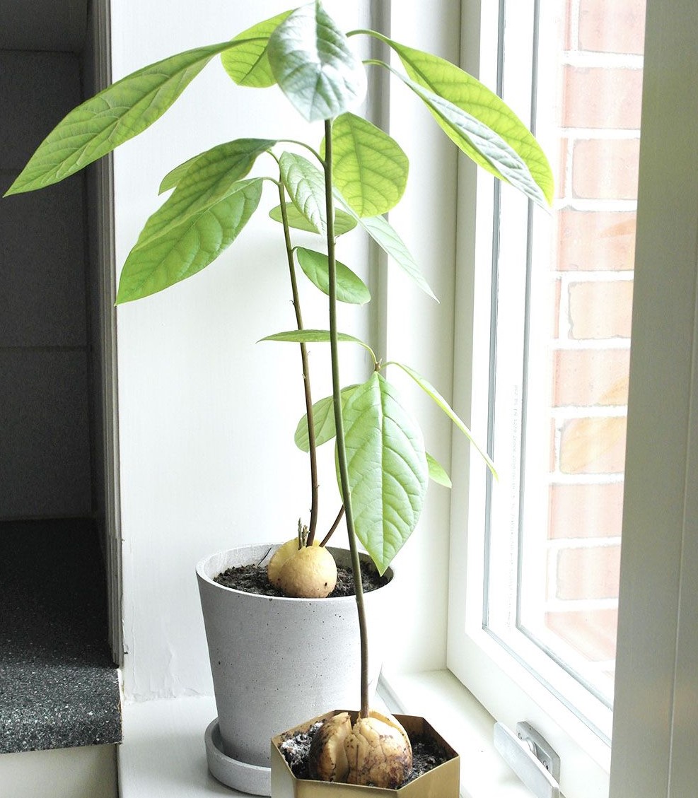 Как вырастить авокадо в домашних условиях?